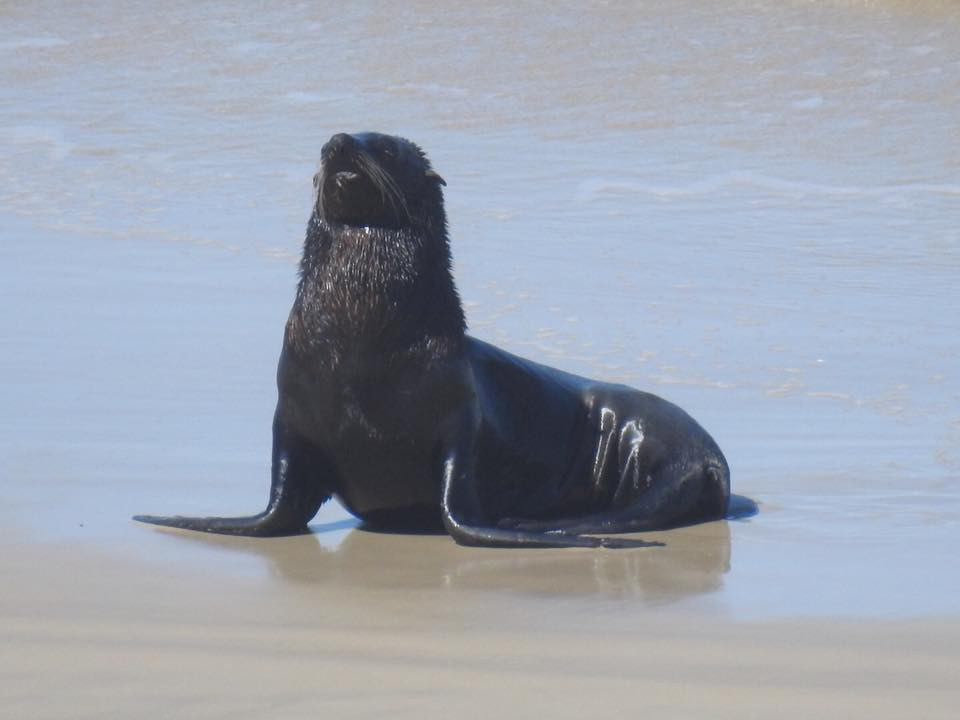 2011 LOBO MARINHO MÁRCIA 2