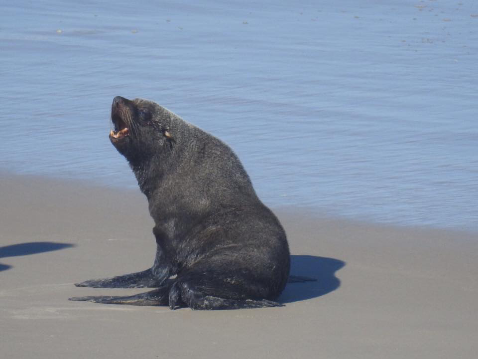 2011 LOBO MARINHO MÁRCIA 3