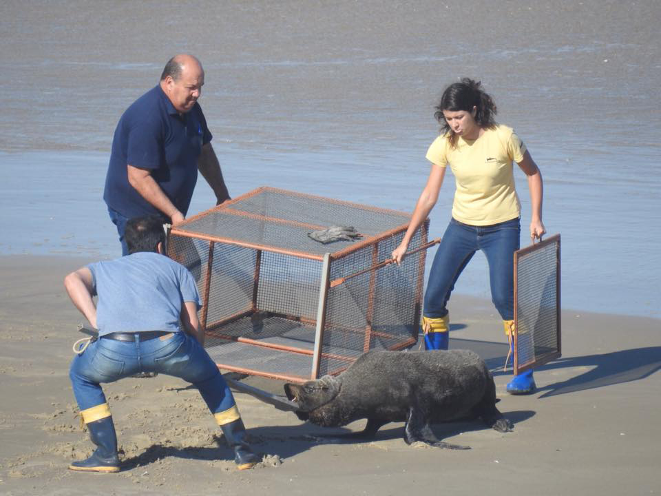 2011 LOBO MARINHO MÁRCIA 7