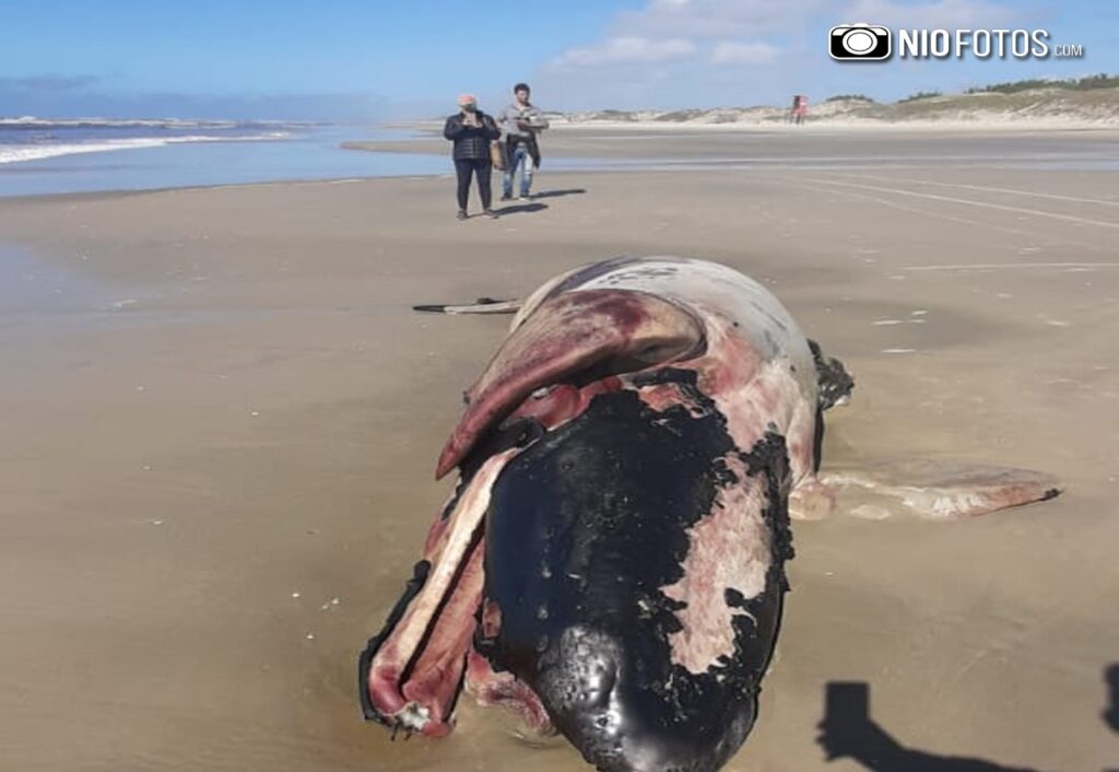 130919 FILHOTE BALEIA QUINTÃO