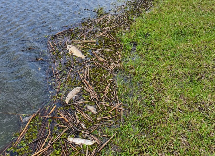 131119 MORTE PEIXES LOGOA DA PINGUELA 3