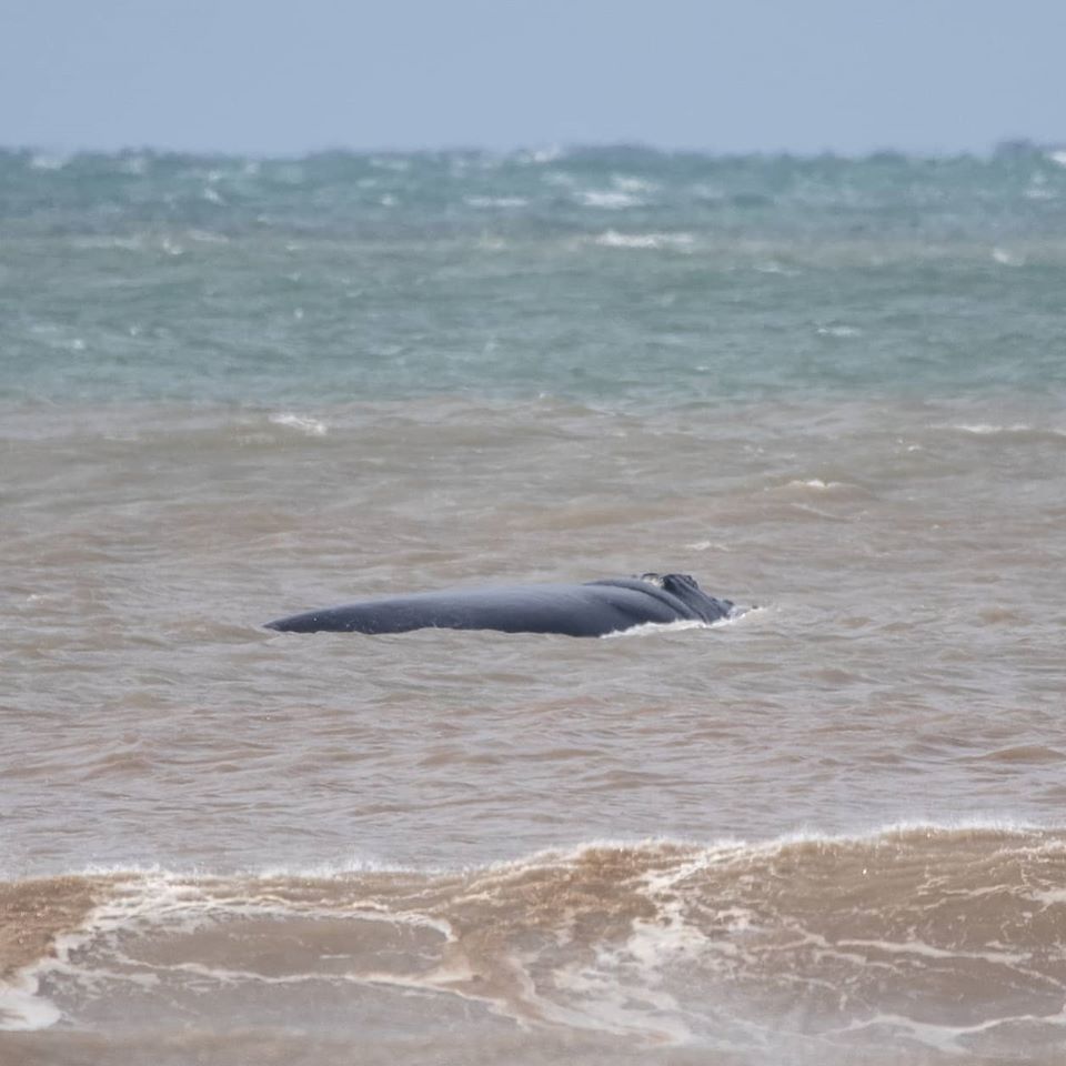 250720 BALEIA TRAMANDAÍ 5