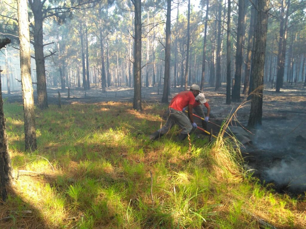 271221 INCÊNDIO PINUS CIDREIRA
