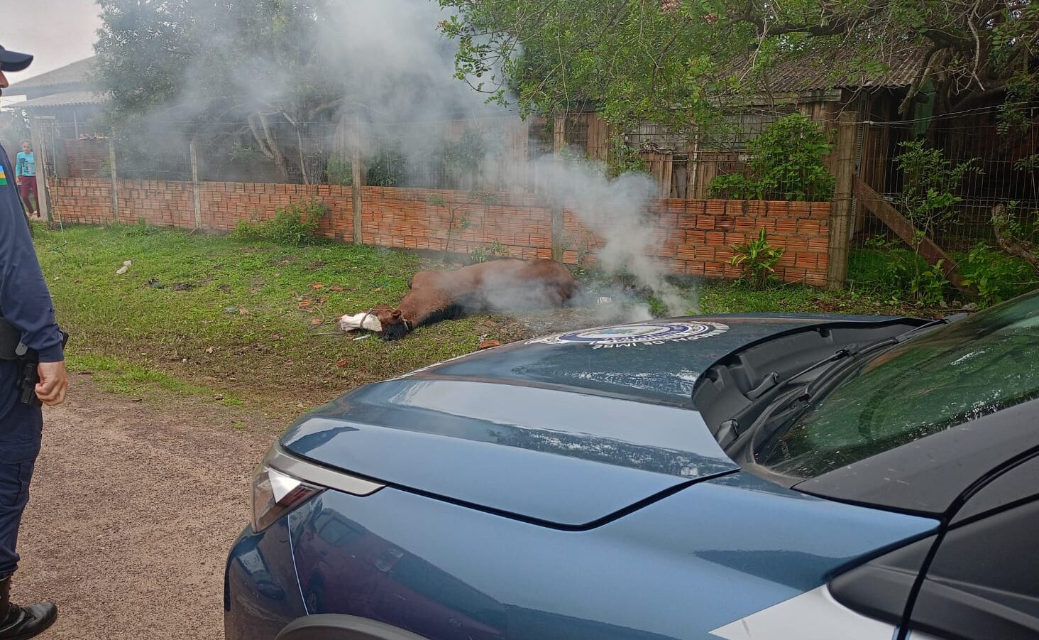 Cavalo morre após ser picado por abelhas em Nova Iguaçu, na Baixada  Fluminense - Jornal hora H