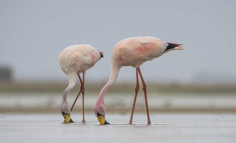 190724 FLAMINGO DA PUNA PARQUE NACIONAL LAGOA DO PEIXE 2