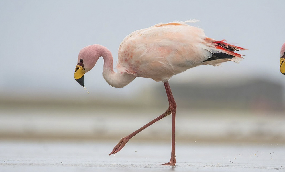 190724 FLAMINGO DA PUNA PARQUE NACIONAL LAGOA DO PEIXE 3