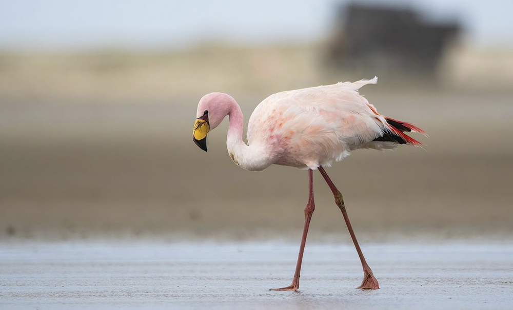 190724 FLAMINGO DA PUNA PARQUE NACIONAL LAGOA DO PEIXE 5