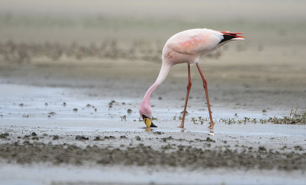 190724 FLAMINGO DA PUNA PARQUE NACIONAL LAGOA DO PEIXE
